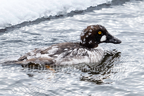 Common Goldeneye