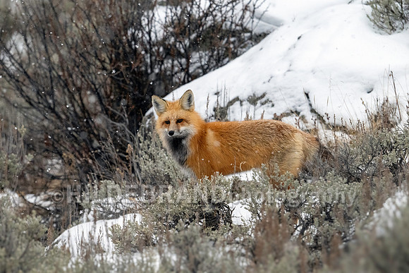 Red Fox