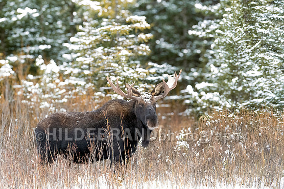 Moose