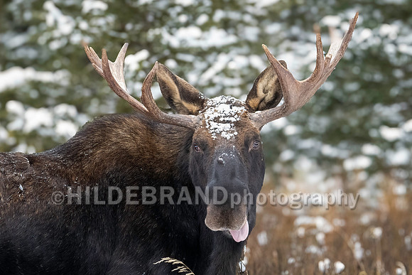 Moose