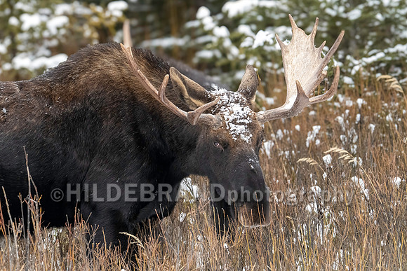 Moose