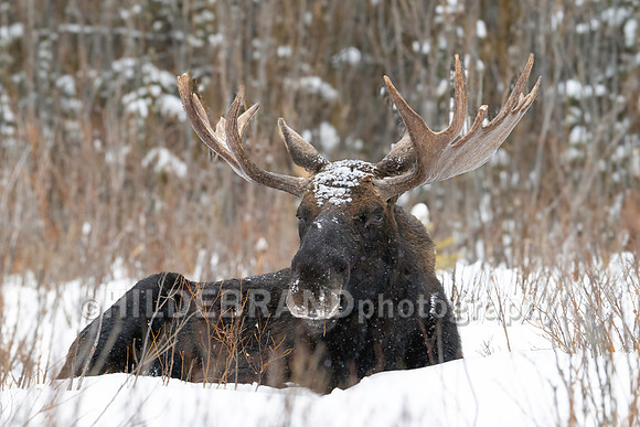 Moose