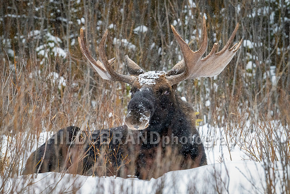 Moose
