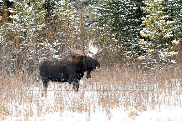Moose
