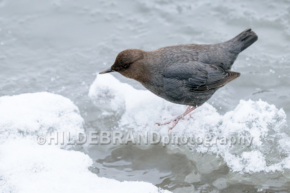American Dipper