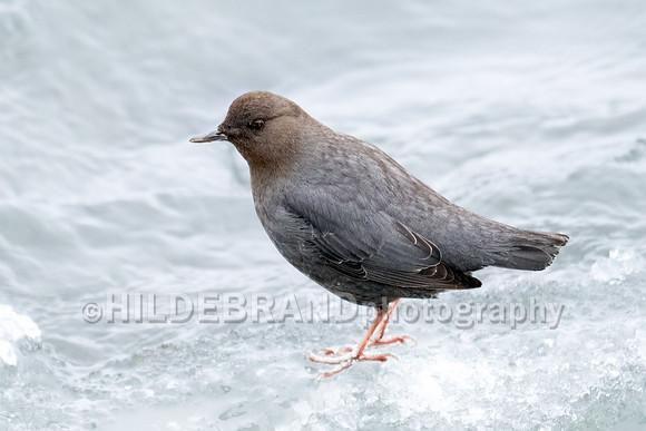 American Dipper