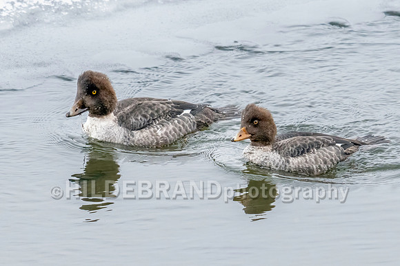 Common Goldeneye
