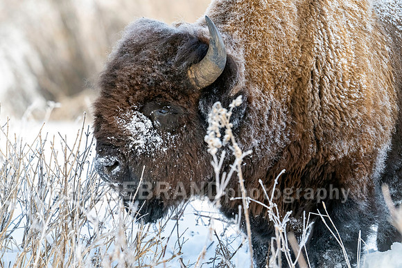 Bison