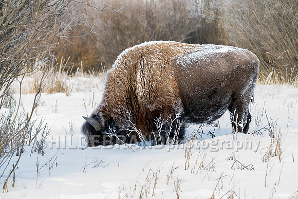 Bison