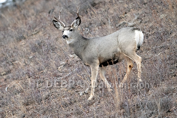 Mule Deer