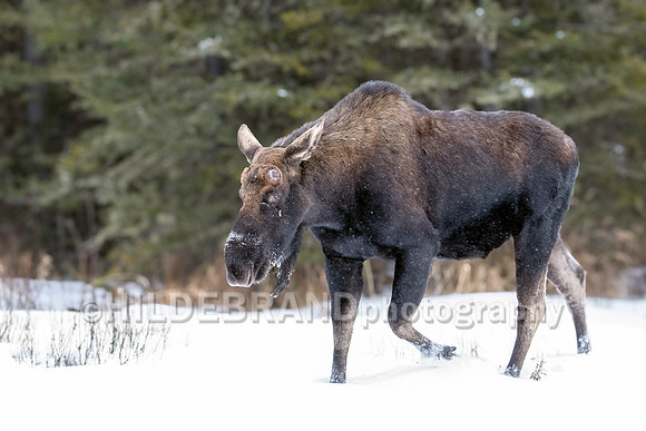Moose