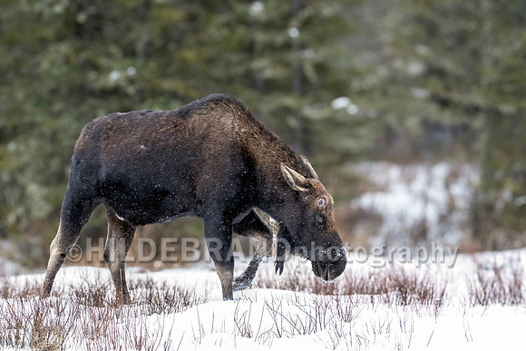 Moose