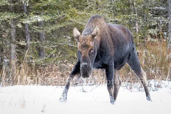 Moose