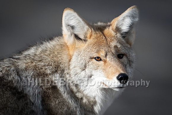 Coyote