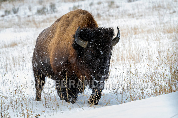Bison