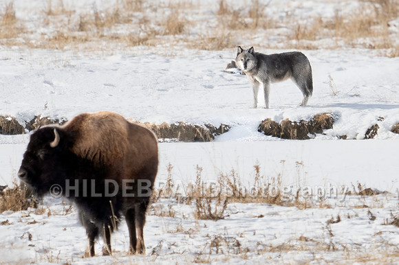 Wolf