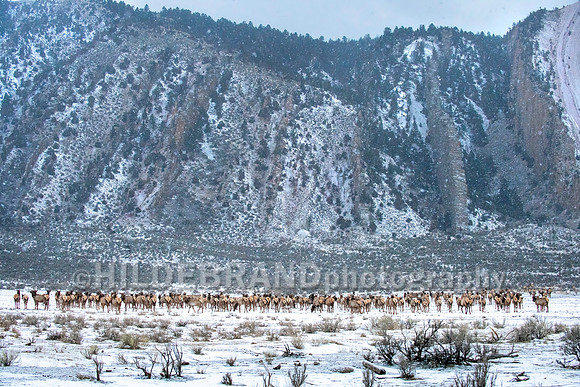 Elk