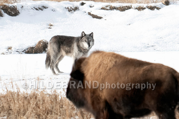 Wolf