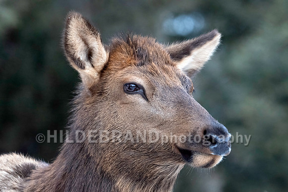 Elk