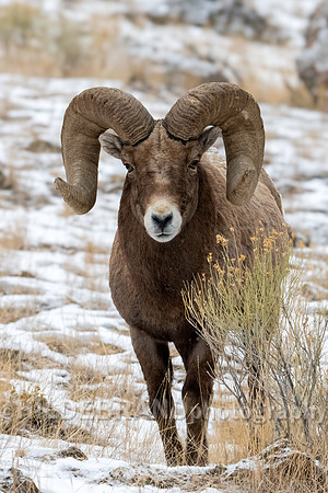 Bighorn Sheep