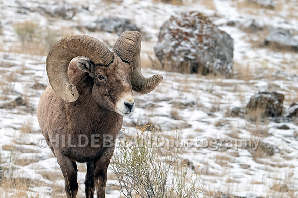 Bighorn Sheep