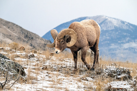 Bighorn Sheep