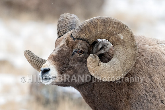 Bighorn Sheep