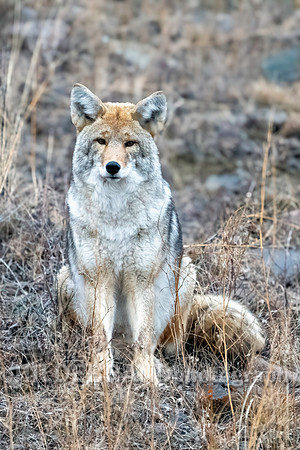 Coyote