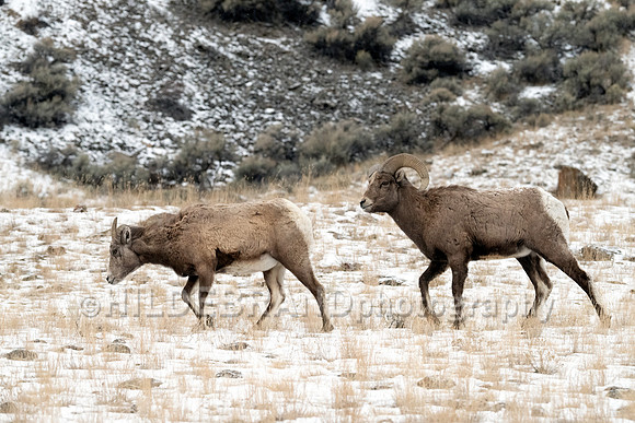 Bighorn Sheep