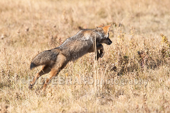 The Pounce