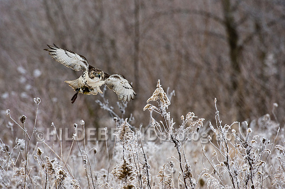 Flying Through the Frost