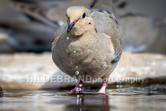 White-winged Dove