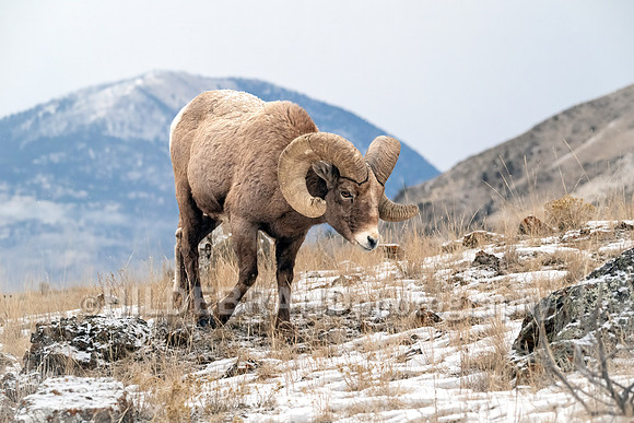 Mountainside grazing
