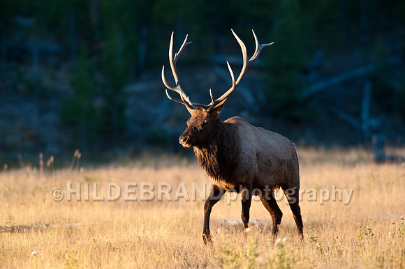 Bull Elk