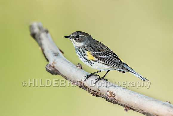 Yellow-rumped Warbler