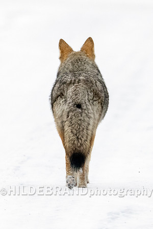 Coyote