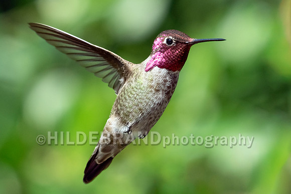 Anna's Hummingbird