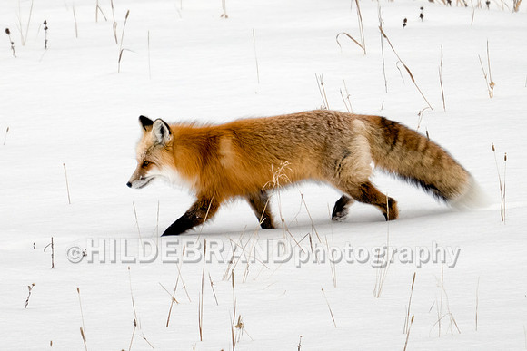 Red Fox