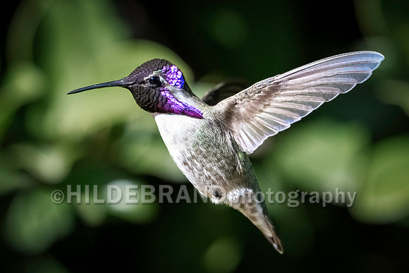Costa's Hummingbird