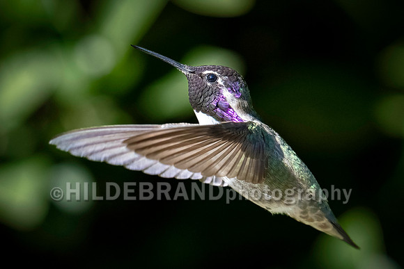 Costa's Hummingbird