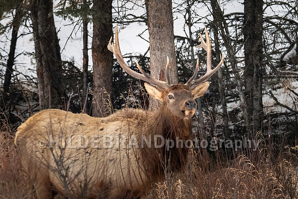 Elk