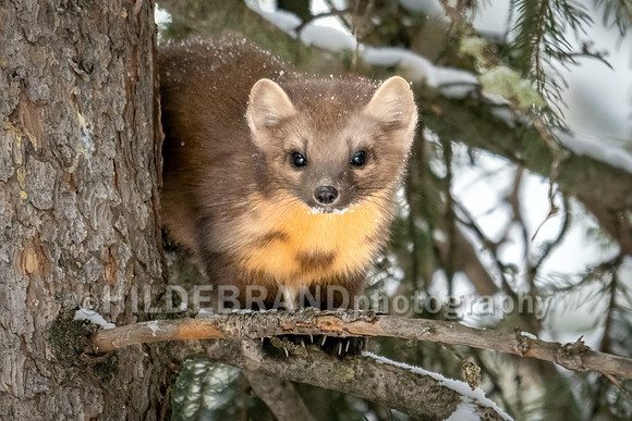 Pine Marten