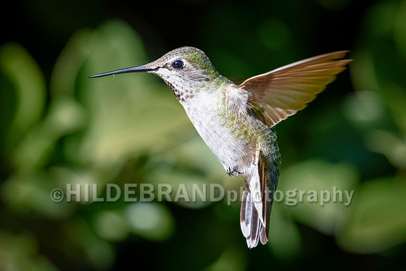 Costa's Hummingbird (female)