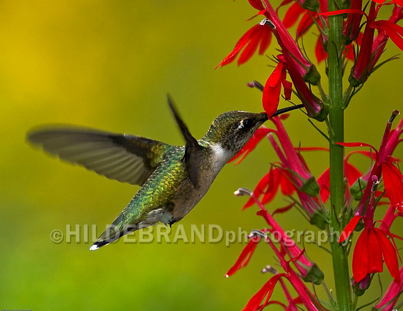 Ruby-Throated Hummingbird "Immature Male"