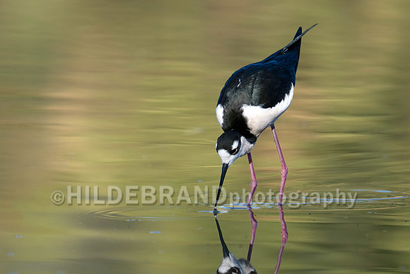 Black-necked Stilt