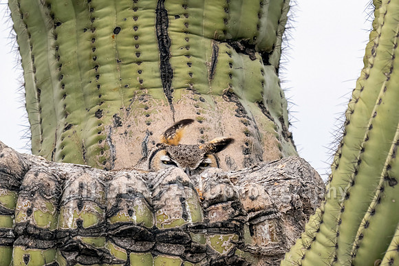 Great Horned Owl