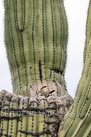 Great Horned Owl