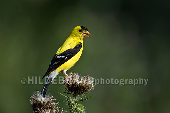 American Goldfinch