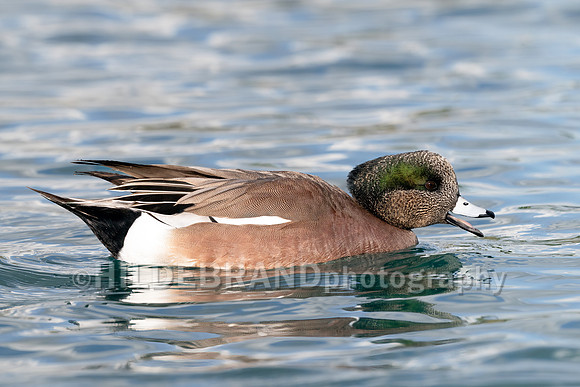 American Wigeon