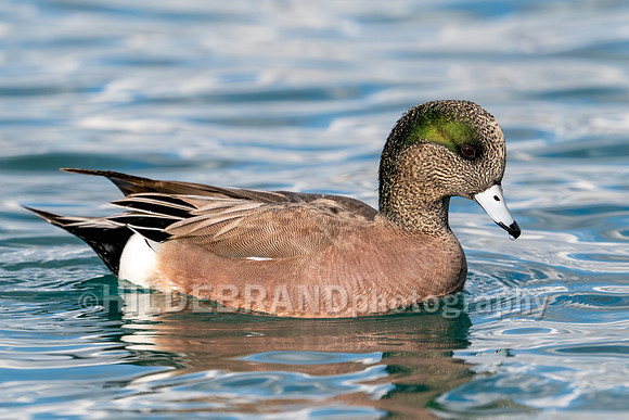 American Wigeon